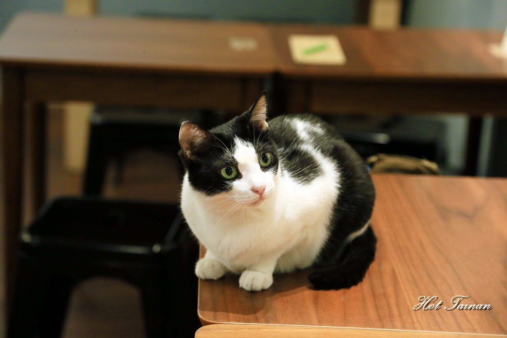 【台南甜點】神農街尾的文青咖啡館，內有萌貓快快進入：肥貓咖啡館