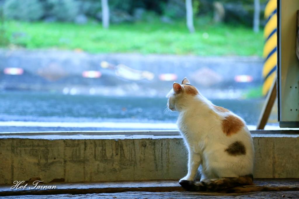【花蓮美食】鯉魚潭旁的療癒貓咖啡店，看山望海的好去處：貓尾巴咖啡
