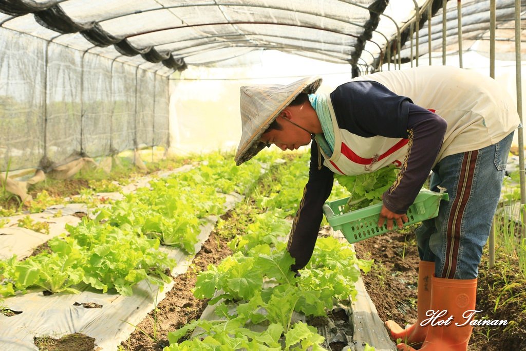 【台南公益】台南後壁無毒菜園，適合身心障礙者從事農作的就業場所：蓮心園庇護農藝工場