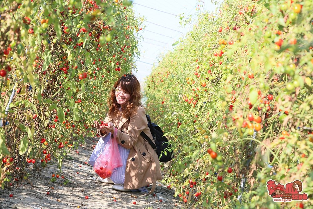 【台南親子體驗】台南夢幻番茄園，現採現吃不用錢~最適合親子共遊的採果樂：夢幻團長鹽地番茄園