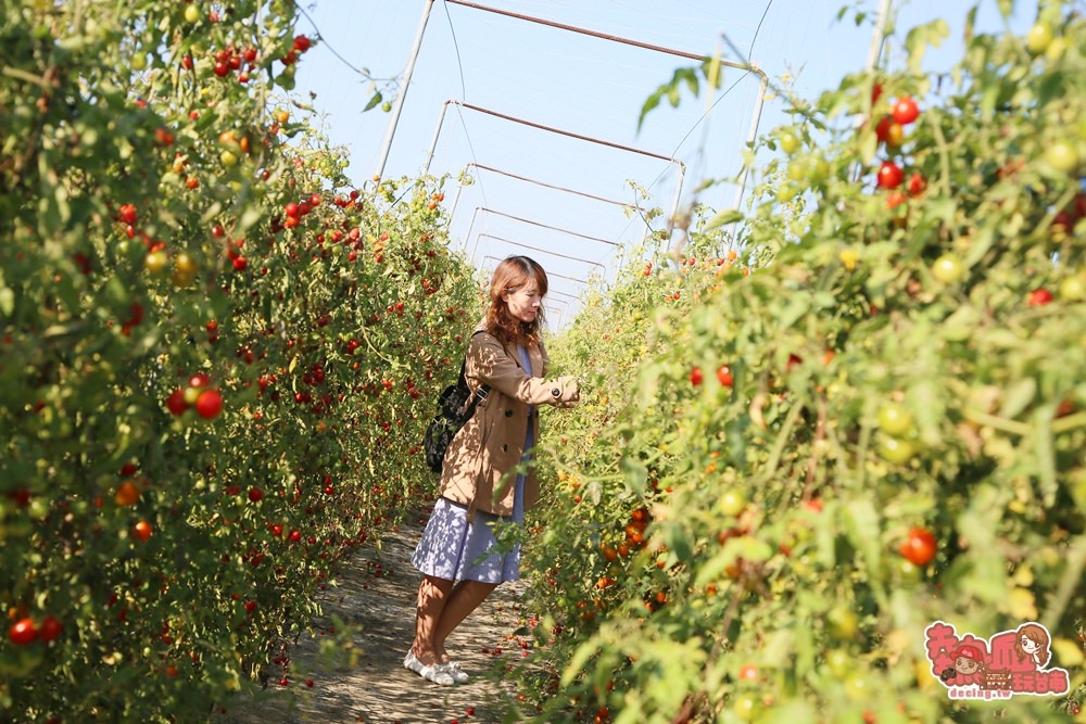 【台南親子體驗】台南夢幻番茄園，現採現吃不用錢~最適合親子共遊的採果樂：夢幻團長鹽地番茄園