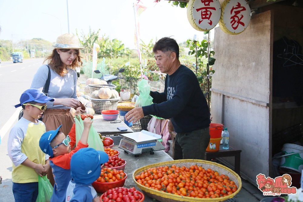 【台南親子體驗】冬日裡的紅寶石番茄園，平假日都開放採收的另類小孩園地：黃家番茄園