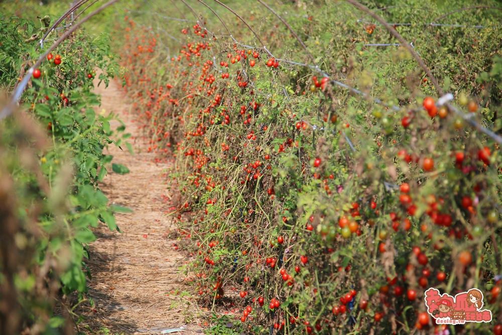 【台南親子體驗】冬日裡的紅寶石番茄園，平假日都開放採收的另類小孩園地：黃家番茄園