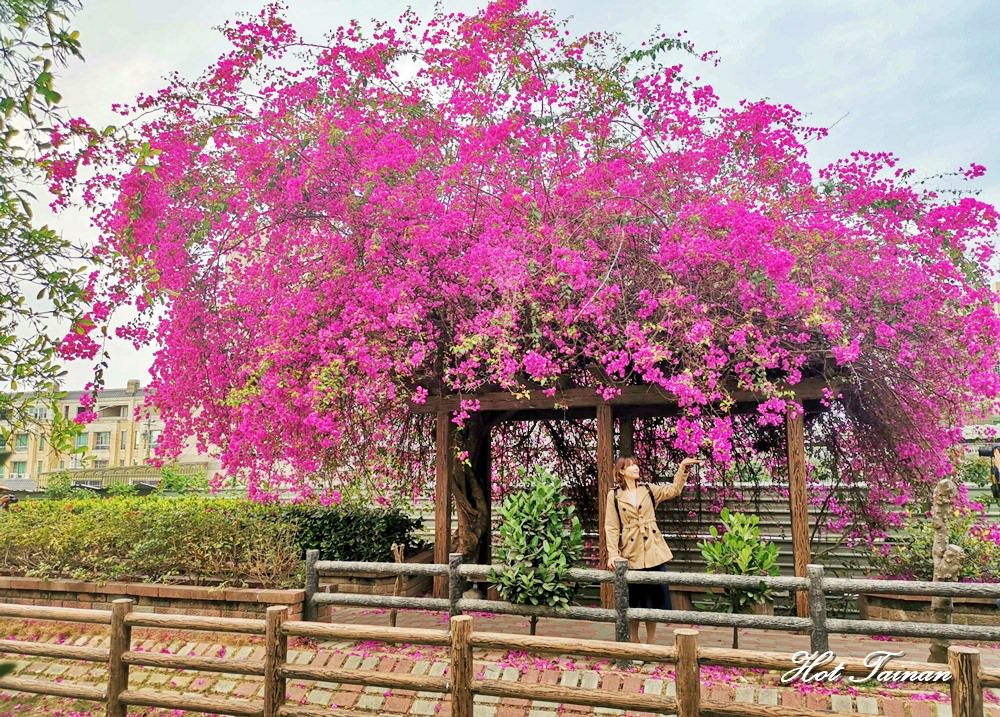 【台南景點】新化南圳綠堤公園：台南的萊茵河畔，九重葛紅花亭盛開中
