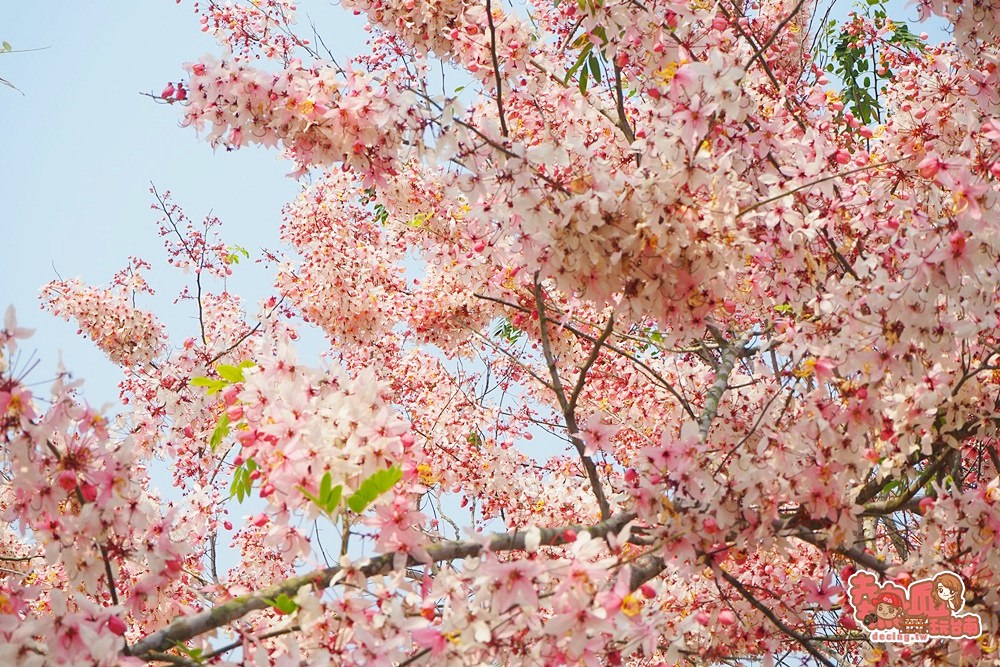 台南景點 台南也有媲美日本的好風景 艷麗花旗木現正熱映中 寶光聖堂 熱血玩台南 跳躍新世界 台南景點 台南也有媲美日本的好風景 艷麗花旗木現正熱映中 寶光聖堂 熱血玩台南 跳躍新世界