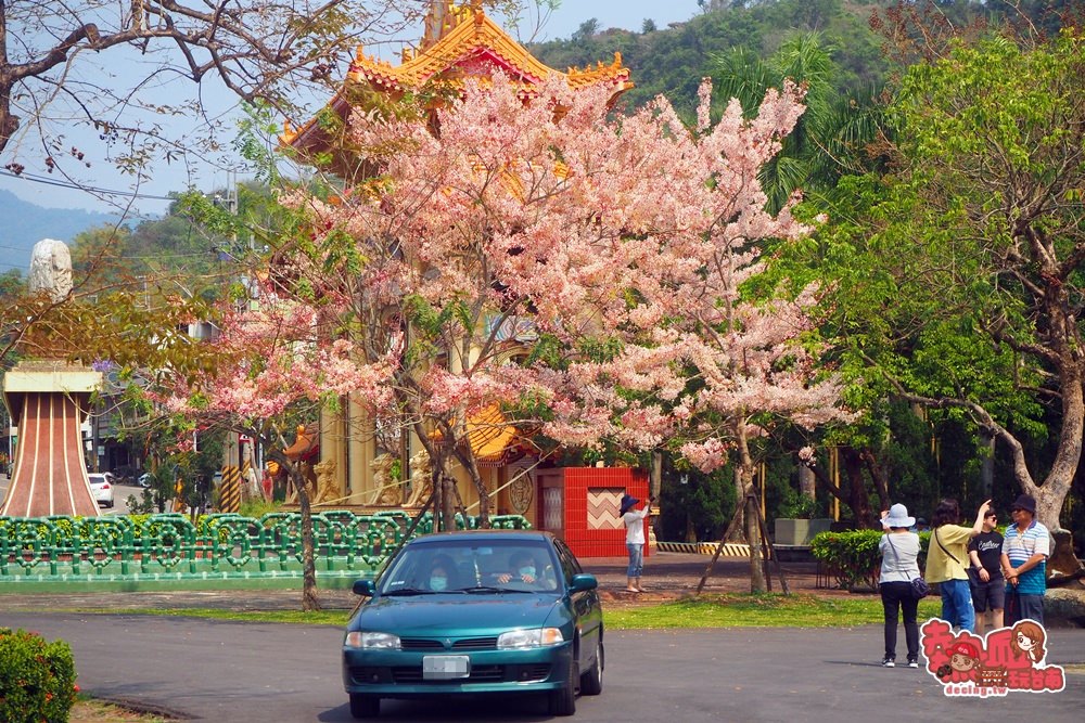 【台南景點】台南也有媲美日本的好風景，艷麗花旗木現正熱映中：寶光聖堂