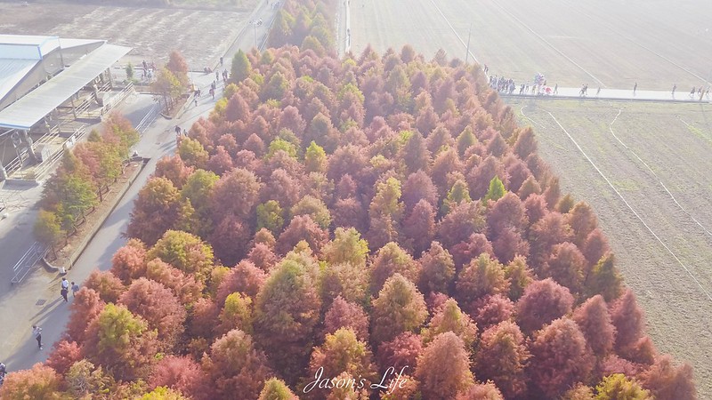 【台南景點】台南最美落羽松森林！帶你用空拍視角，看不一樣的六甲之美~