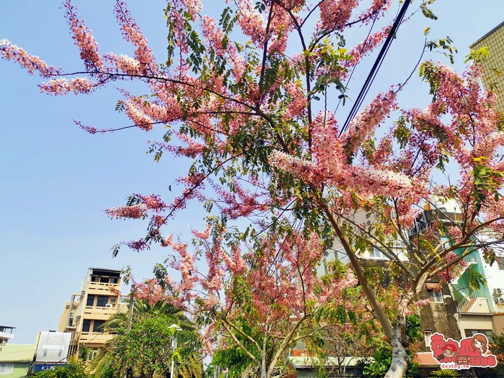 【台南景點】新營鐵支路花園「花旗木」滿開了！季節限定的粉色系浪漫~