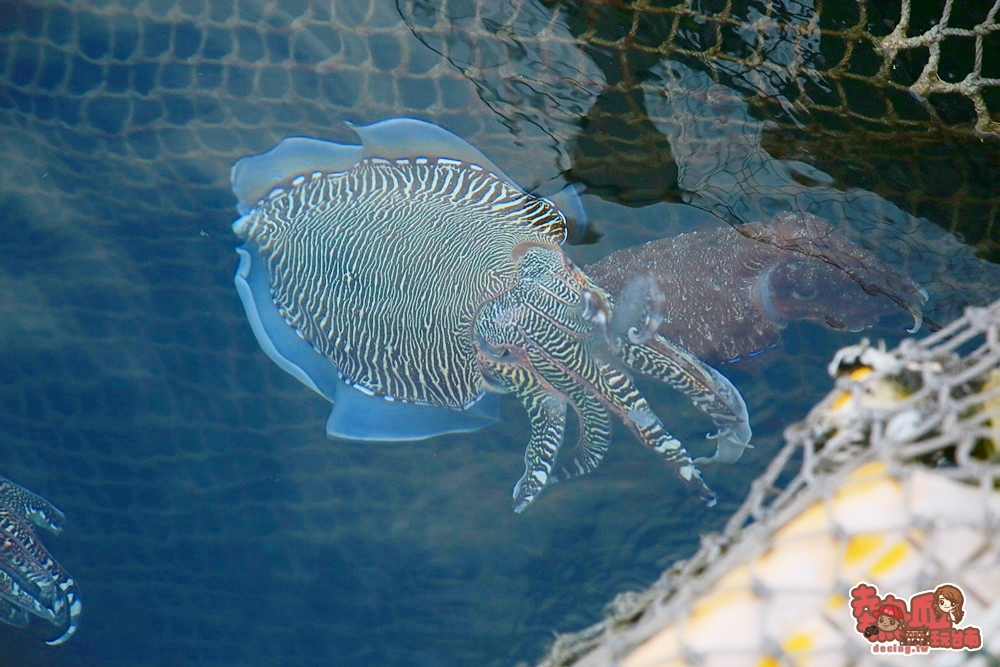 【澎湖旅遊】澎湖牡蠣海鮮粥吃到飽！來澎湖一定要體驗的行程不能少了它：海上皇宮海洋牧場