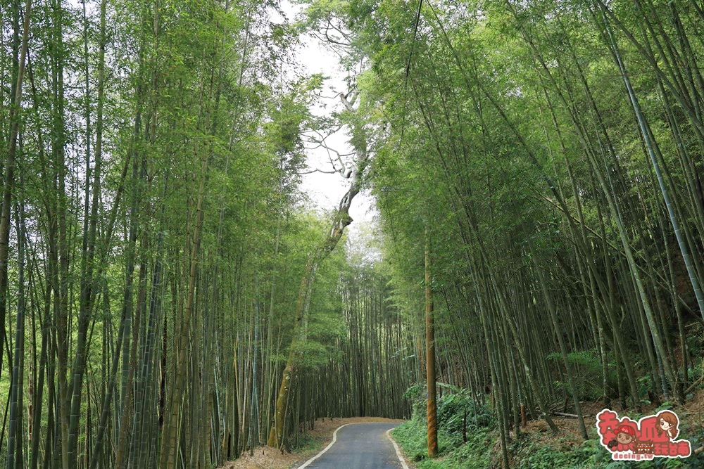 【嘉義景點】瑞里綠色隧道！台版京都竹林小徑，嘉義梅山鄉上的竹杉林環狀步道~