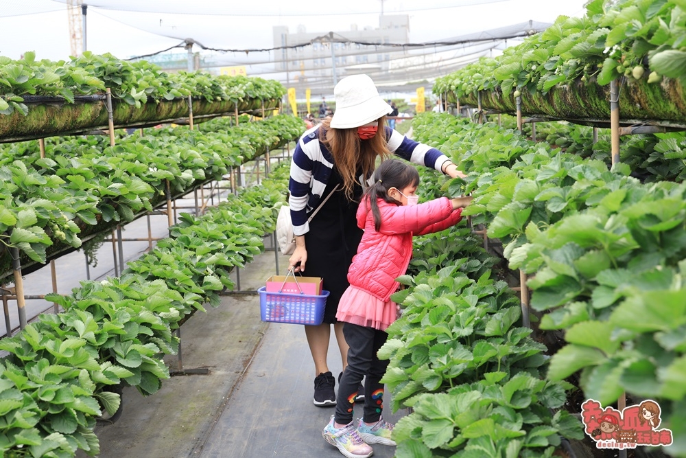 【台南景點】台南採草莓熱點！草莓香腸爆汁好好吃，親子情侶出遊好去處：美裕草莓園