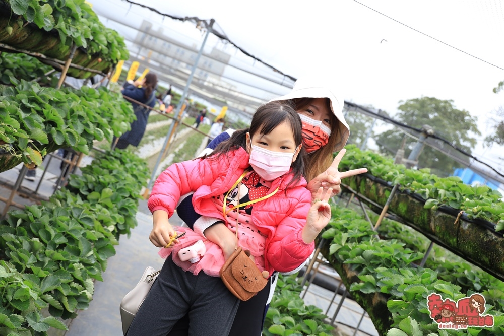 【台南景點】台南採草莓熱點！草莓香腸爆汁好好吃，親子情侶出遊好去處：美裕草莓園