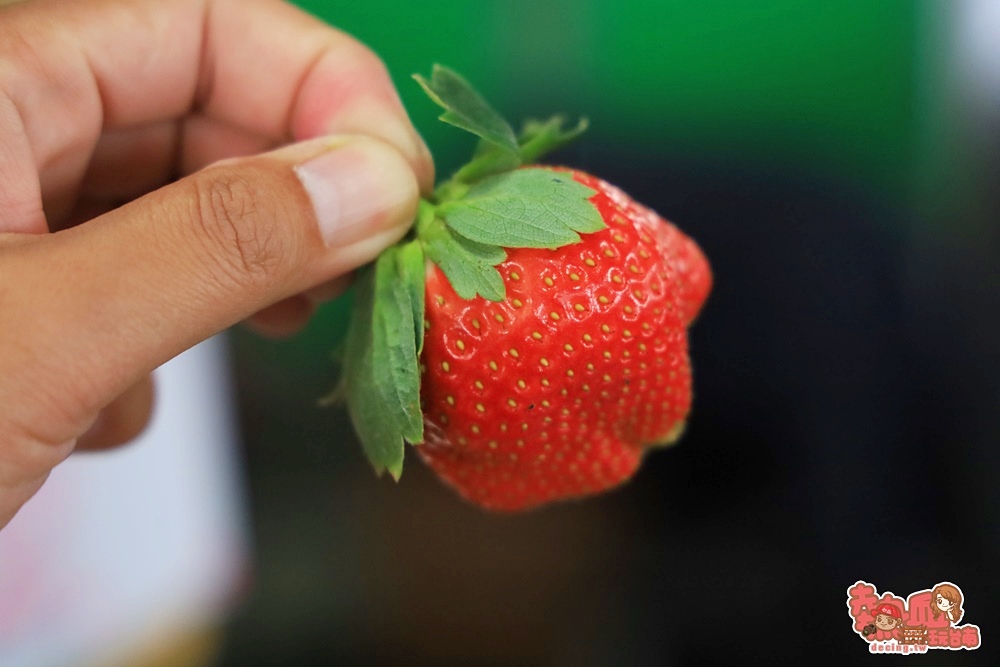 【台南景點】美裕草莓園！台南採草莓熱點，爆汁草莓香腸好好吃~
