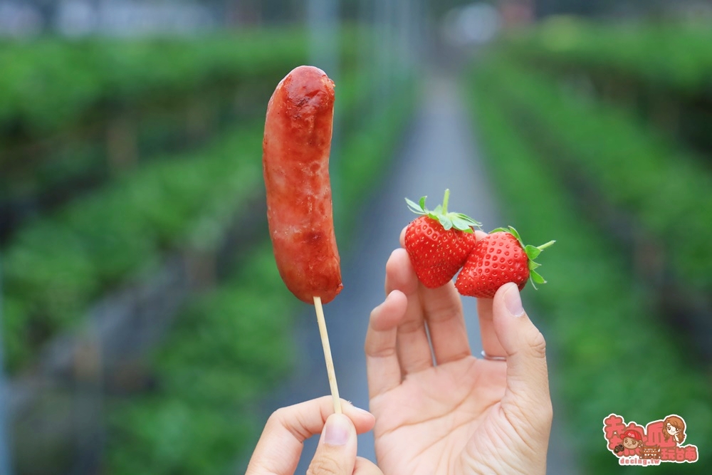 【台南景點】美裕草莓園！台南採草莓熱點，爆汁草莓香腸好好吃~