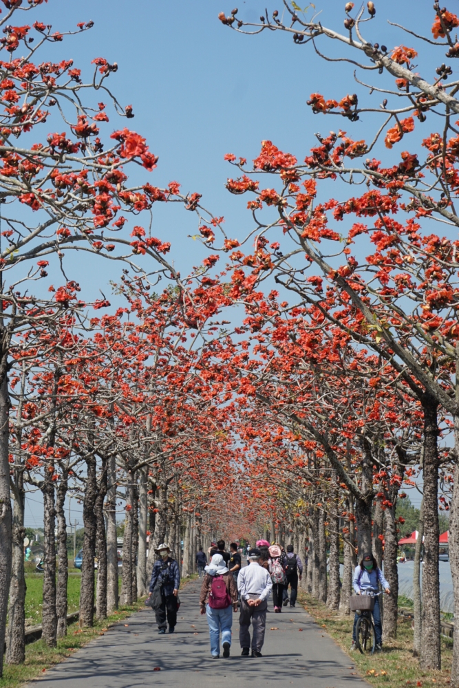 【台南景點】台南三月最火紅的炙熱景點，全球最美花海街道每年必訪：白河林初埤木棉花道