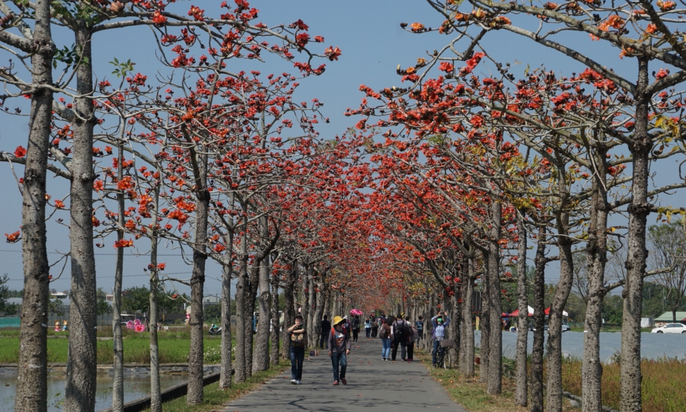 【台南景點】台南三月最火紅的炙熱景點，全球最美花海街道每年必訪：白河林初埤木棉花道