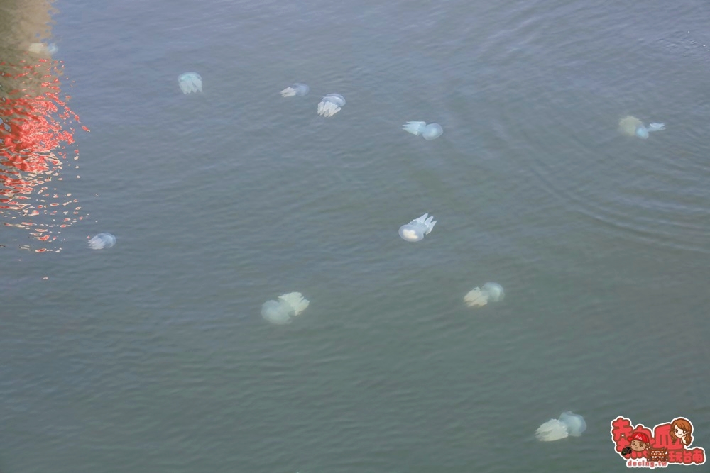【台南奇景】台南亞果遊艇出現大量水母，另類的台南奇景讓人嘖嘖稱奇~