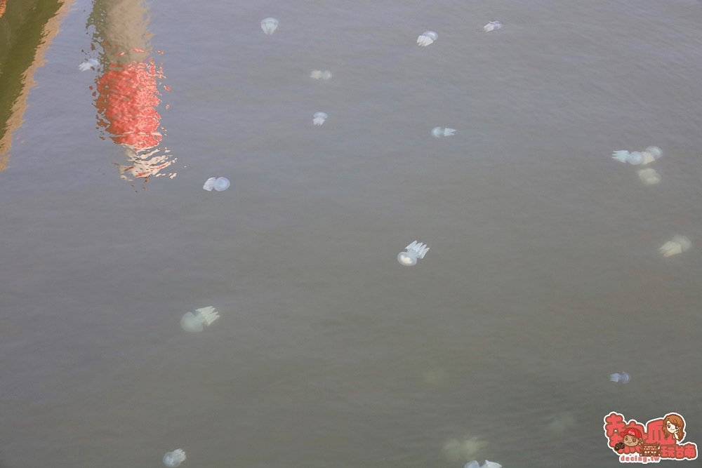【台南奇景】台南亞果遊艇出現大量水母，另類的台南奇景讓人嘖嘖稱奇~