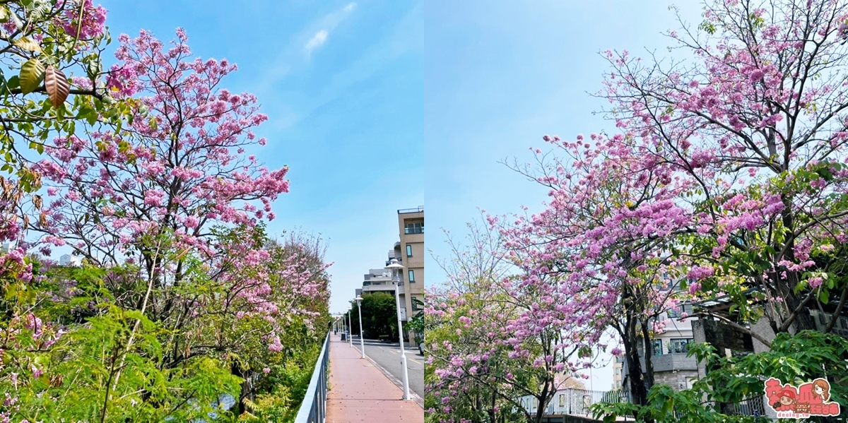 【台南景點】竹溪河畔粉紅風鈴木開花囉！浪漫粉色花海，一起拍照去~