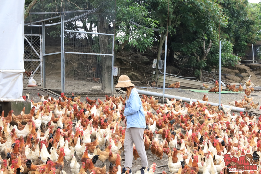 【台南旅遊】烏山頭能源牧場！全台唯一的「發電雞場」全預約制一起來體驗餵雞和撿雞蛋~