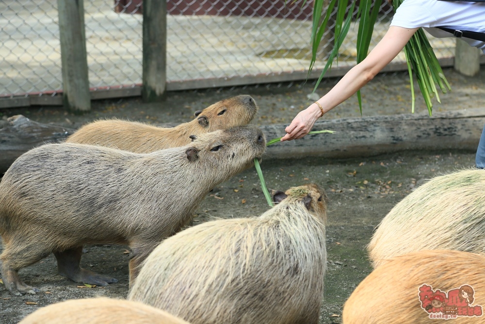 【台南動物園】頑皮世界！南台灣最大野生動物園就在台南學甲，全新遊樂設施一票玩到底~