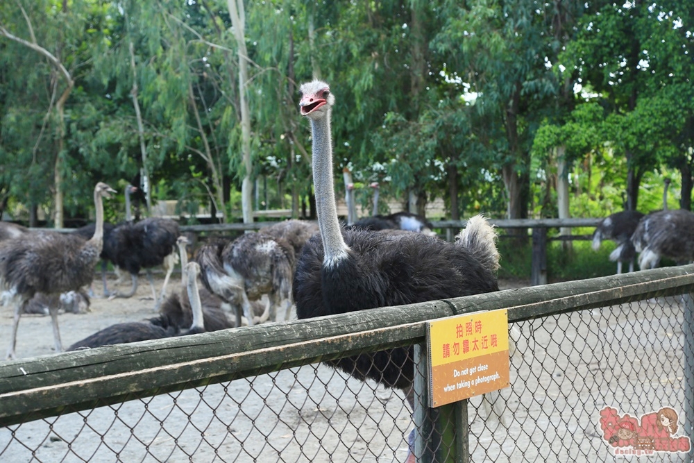 【台南動物園】頑皮世界！南台灣最大野生動物園就在台南學甲，全新遊樂設施一票玩到底~