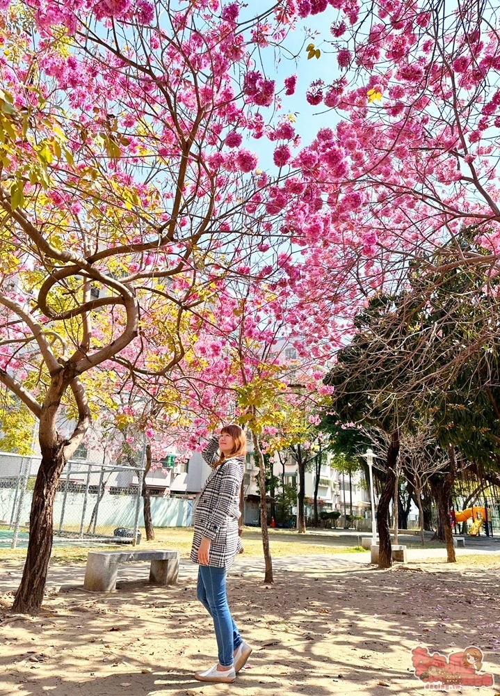 【台南賞花】隱藏在社區公園內的浪漫花海，絕少曝光的機密拍攝點~