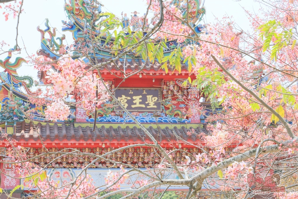 【台南景點】寶光聖堂！台南也有媲美日本的好風景，艷麗花旗木現正熱映中~