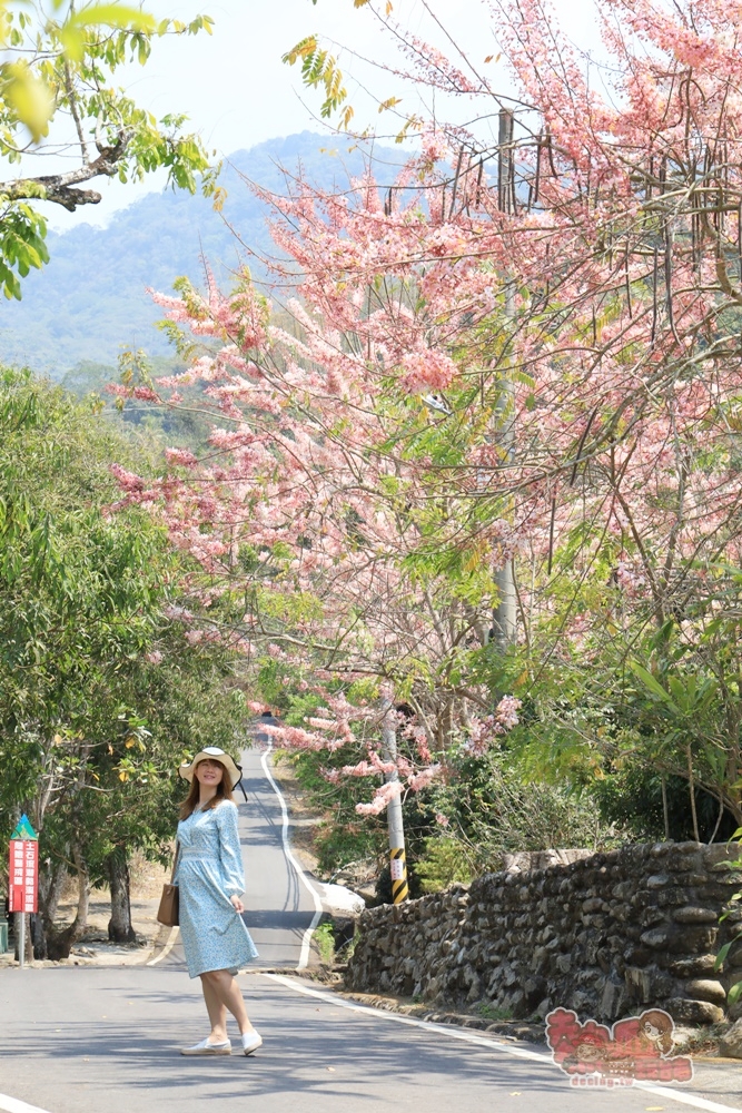 【台南景點】寶光聖堂！台南也有媲美日本的好風景，艷麗花旗木現正熱映中~