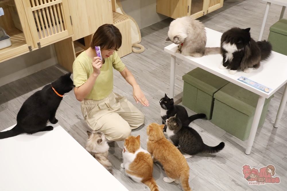 【台南桌遊】呼嚕基地貓咪桌遊咖啡廳！隱藏在商辦大樓的貓咪桌遊咖啡廳，免費自助吧可無限享用~