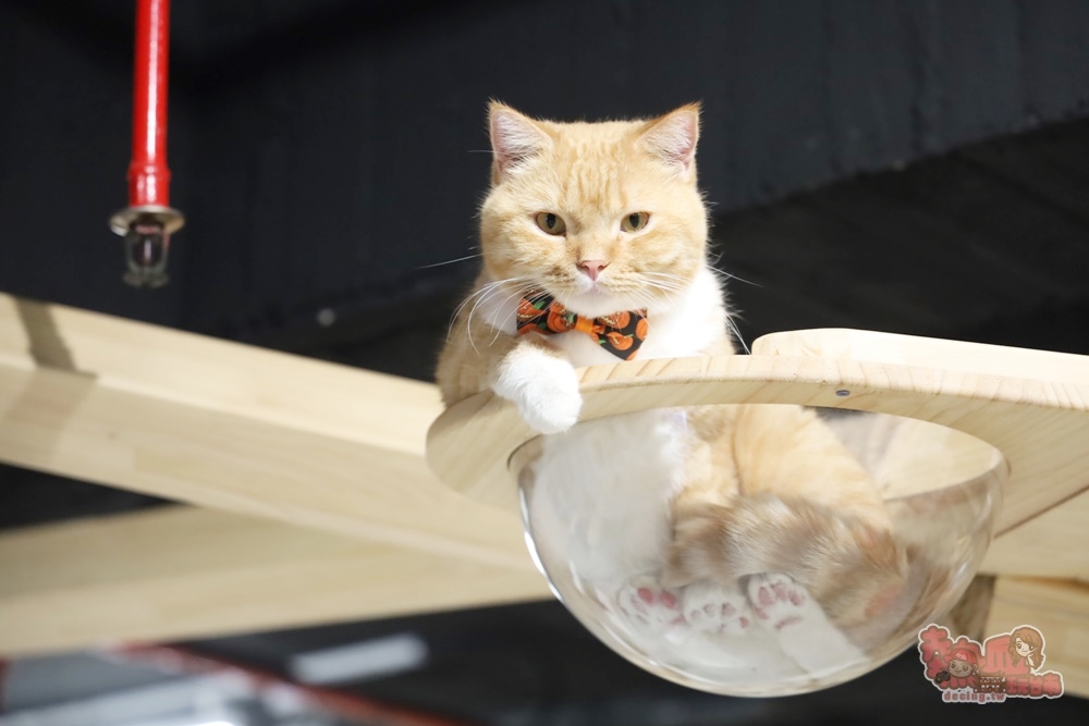 【台南桌遊】呼嚕基地貓咪桌遊咖啡廳！隱藏在商辦大樓的貓咪桌遊咖啡廳，免費自助吧可無限享用~