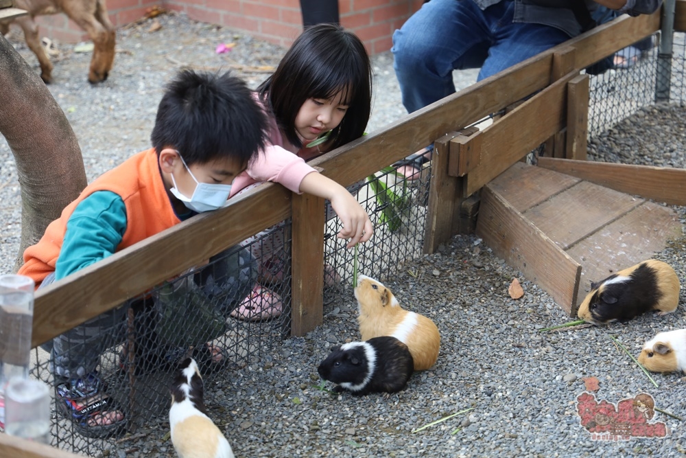 【台南親子景點】樹谷農場！只要60元就能暢玩的小型動物園，超多可愛動物好療癒啊~