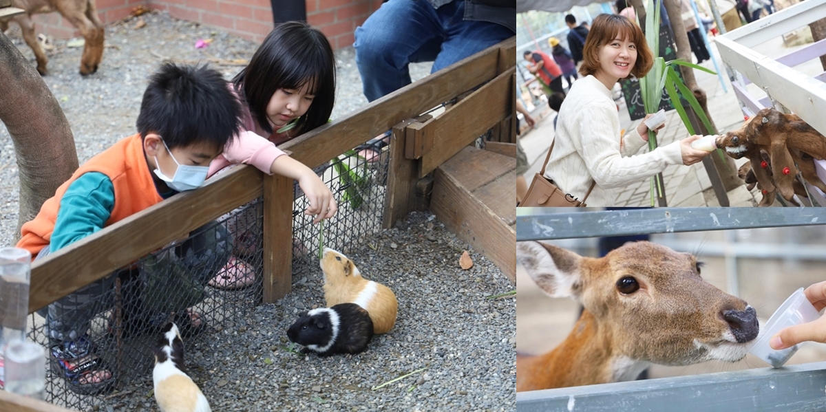 【台南親子景點】樹谷農場！只要60元就能暢玩的小型動物園，超多可愛動物好療癒啊~
