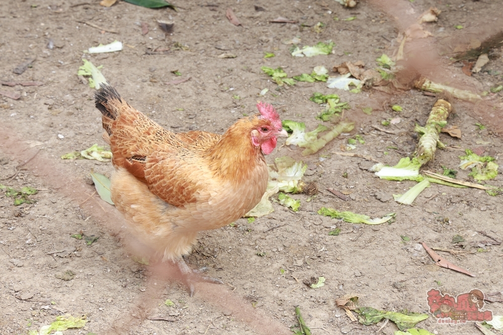 【台南景點】妘妘草莓園:無農藥歸仁草莓園,超巨大草莓,等級完全不輸大湖草莓,打卡還送免費草莓冰棒