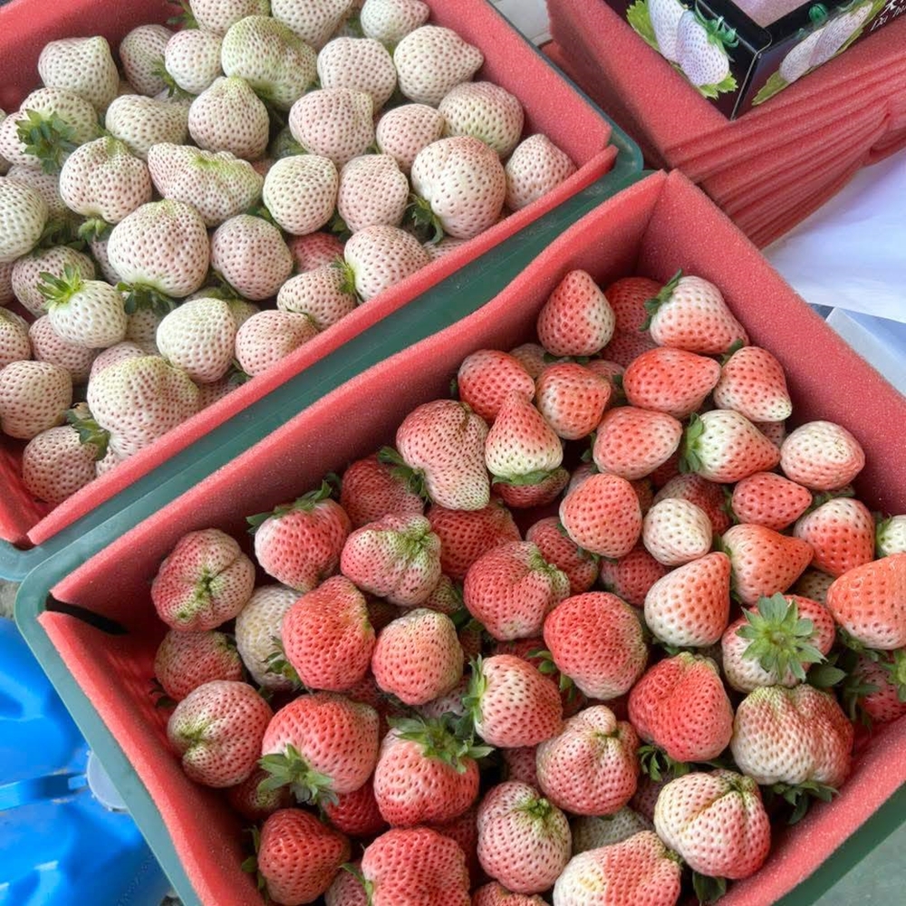 【台南景點】妘妘草莓園:無農藥歸仁草莓園,超巨大草莓,等級完全不輸大湖草莓,打卡還送免費草莓冰棒