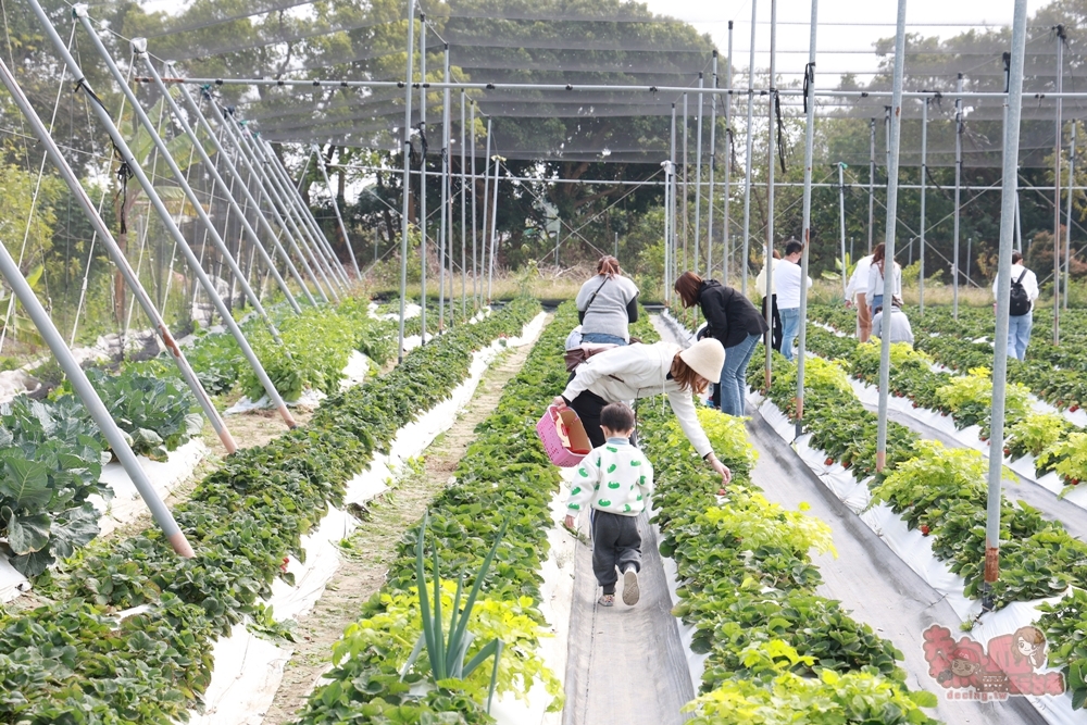 【台南景點】妘妘草莓園:無農藥歸仁草莓園,超巨大草莓,等級完全不輸大湖草莓,打卡還送免費草莓冰棒