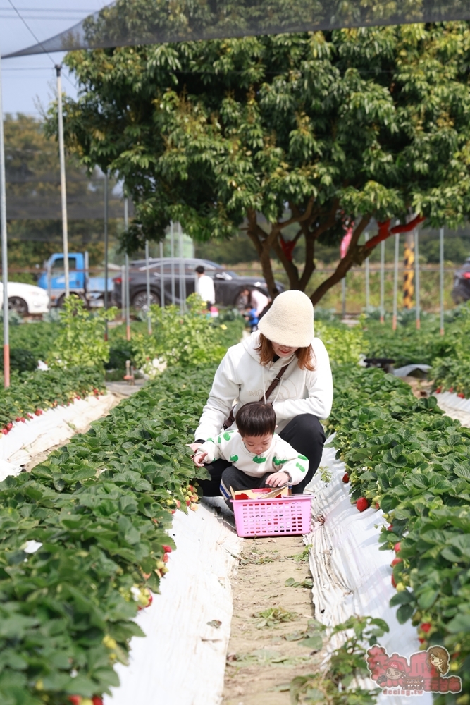 【台南景點】妘妘草莓園:無農藥歸仁草莓園,超巨大草莓,等級完全不輸大湖草莓,打卡還送免費草莓冰棒