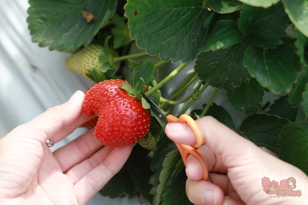 【台南景點】妘妘草莓園:無農藥歸仁草莓園,超巨大草莓,等級完全不輸大湖草莓,打卡還送免費草莓冰棒