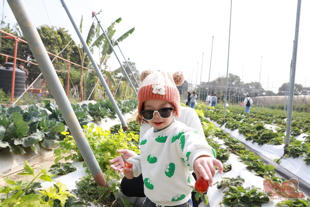 【台南景點】妘妘草莓園:無農藥歸仁草莓園,超巨大草莓,等級完全不輸大湖草莓,打卡還送免費草莓冰棒