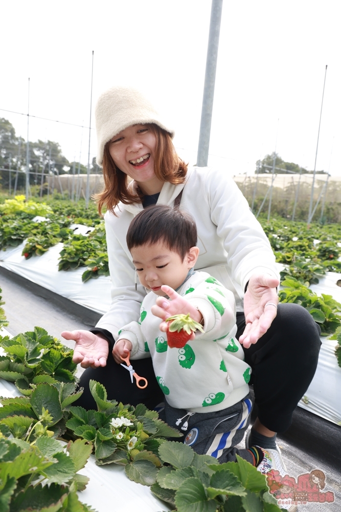 【台南景點】妘妘草莓園:無農藥歸仁草莓園,超巨大草莓,等級完全不輸大湖草莓,打卡還送免費草莓冰棒