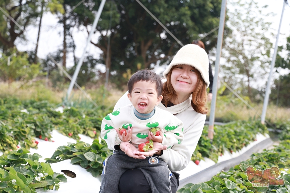 【台南景點】妘妘草莓園:無農藥歸仁草莓園,超巨大草莓,等級完全不輸大湖草莓,打卡還送免費草莓冰棒