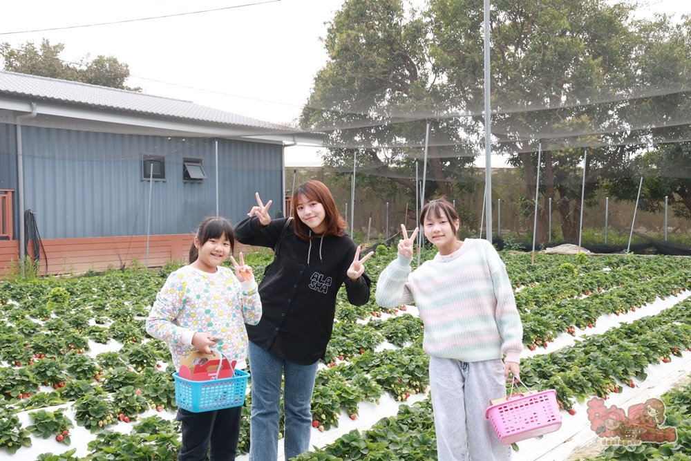 【台南景點】妘妘草莓園:無農藥歸仁草莓園,超巨大草莓,等級完全不輸大湖草莓,打卡還送免費草莓冰棒