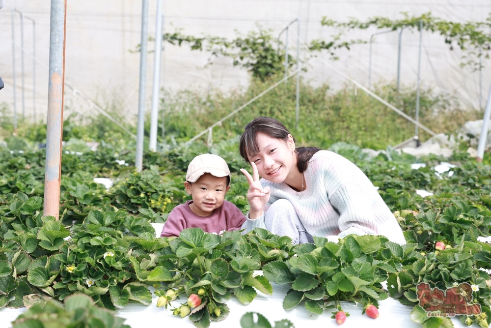 【台南景點】妘妘草莓園:無農藥歸仁草莓園,超巨大草莓,等級完全不輸大湖草莓,打卡還送免費草莓冰棒