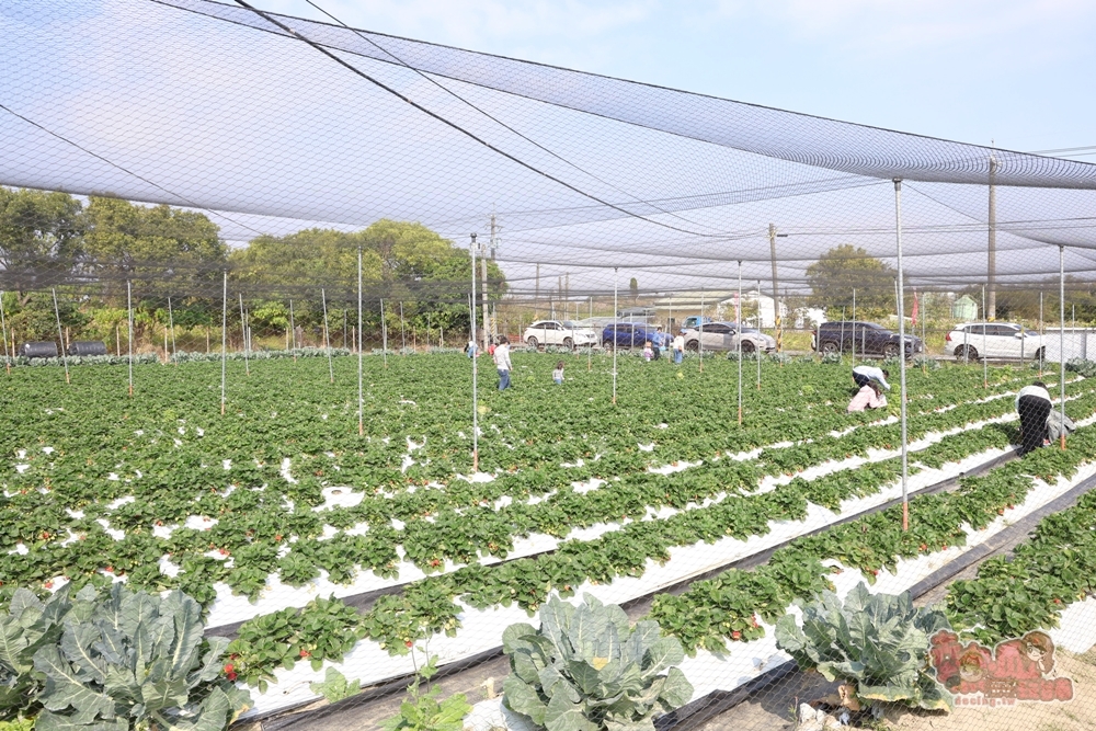 【台南景點】妘妘草莓園:無農藥歸仁草莓園,超巨大草莓,等級完全不輸大湖草莓,打卡還送免費草莓冰棒