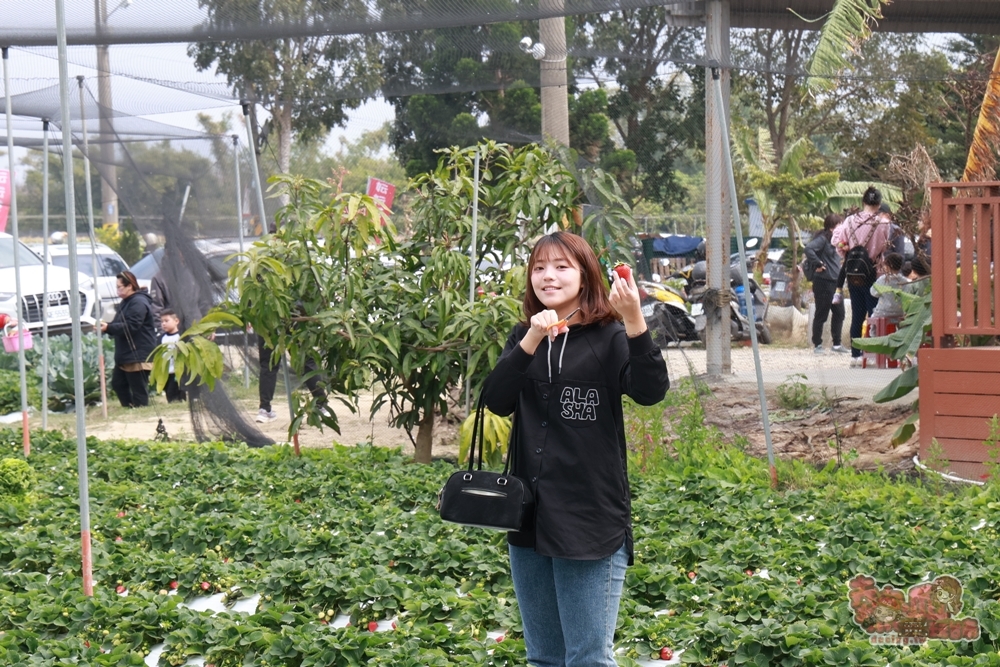 【台南景點】妘妘草莓園:無農藥歸仁草莓園,超巨大草莓,等級完全不輸大湖草莓,打卡還送免費草莓冰棒