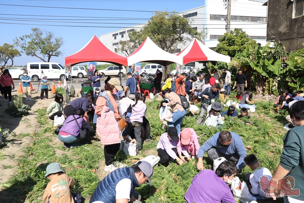 【台南親子體驗】將軍拔紅蘿蔔:台南將軍拔紅蘿蔔,親子旅遊好去處,期間限定錯過等明年~