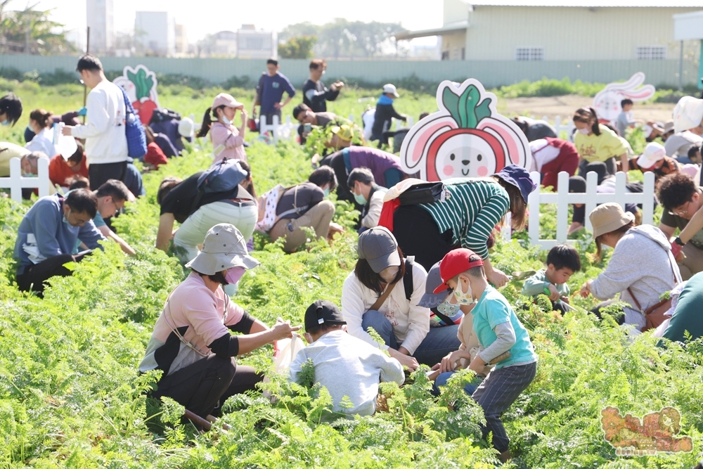 【台南親子體驗】將軍拔紅蘿蔔:台南將軍拔紅蘿蔔,親子旅遊好去處,期間限定錯過等明年~