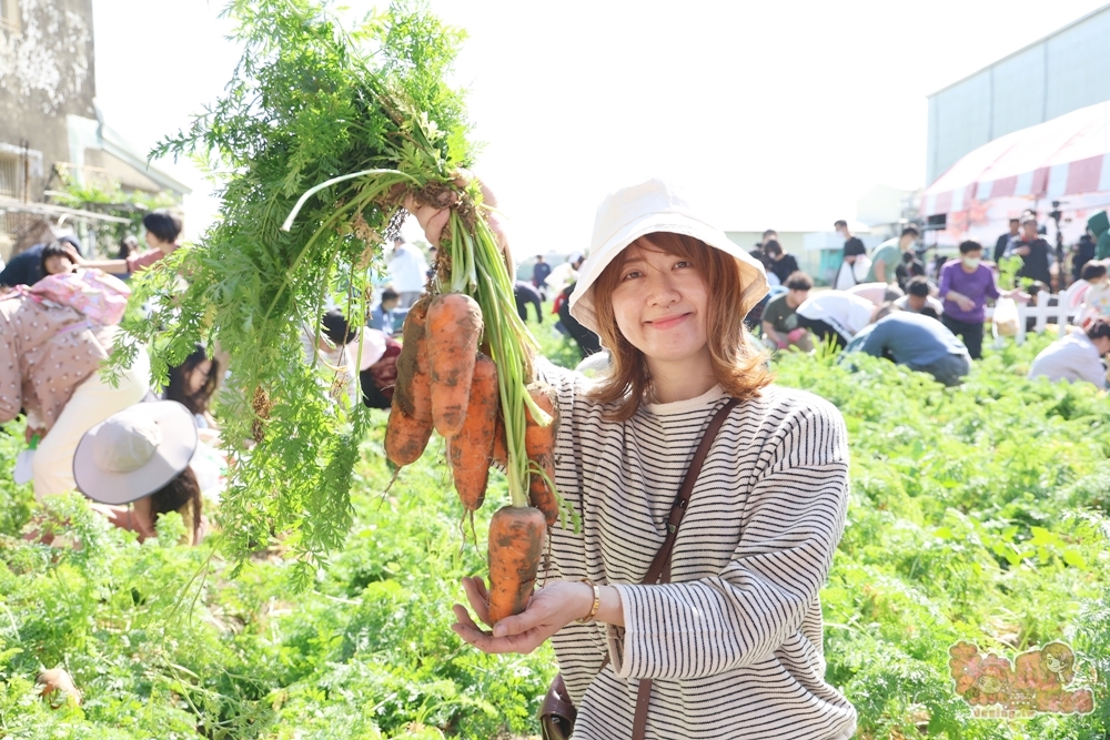 【台南親子體驗】將軍拔紅蘿蔔:台南將軍拔紅蘿蔔,親子旅遊好去處,期間限定錯過等明年~