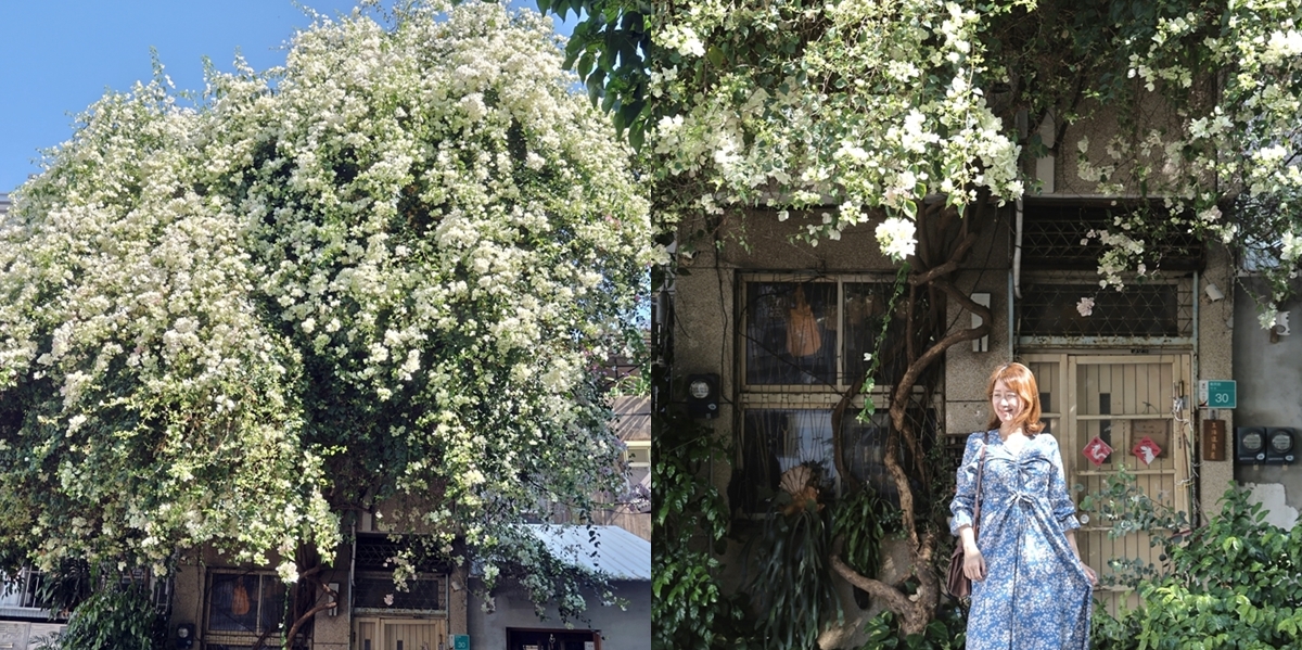 【台南賞花】餐桌上的鹿早:春天限定白色九重葛花海瀑布,台南賞花景點