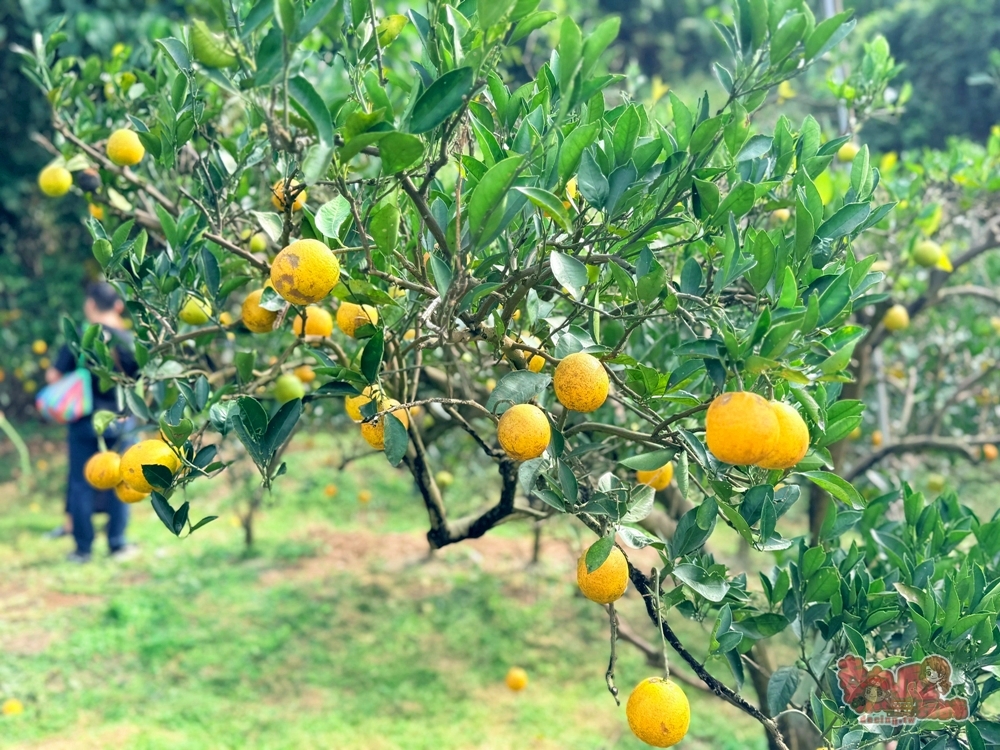 【台南景點】蕭永固果園:東山有機柳丁農場,冬季限定DIY採柳丁,親手採果好玩又好吃~ 【台南景點】蕭永固果園:東山有機柳丁農場,冬季限定DIY採柳丁,親手採果好玩又好吃~